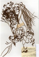 藏品(木賊葉石松)的圖片